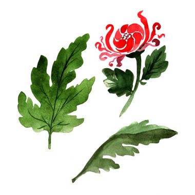 Kır çiçeği Kasımpatı çiçeği izole bir suluboya tarzında.