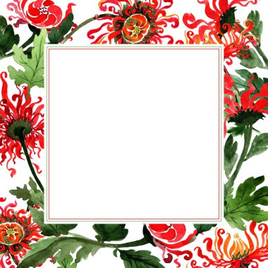 Kır çiçeği Kasımpatı çiçeği çerçeve izole bir suluboya tarzında.