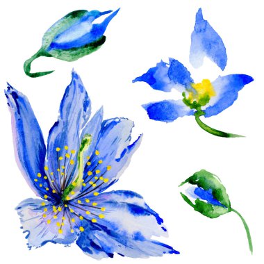 Kır çiçeği haşhaş çiçek izole bir suluboya tarzında.