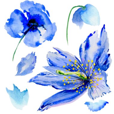 Kır çiçeği haşhaş çiçek izole bir suluboya tarzında.