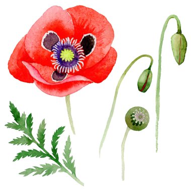 Kır çiçeği haşhaş çiçek izole bir suluboya tarzında.