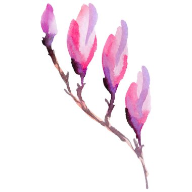 Kır çiçeği Manolya çiçek izole bir suluboya tarzında.