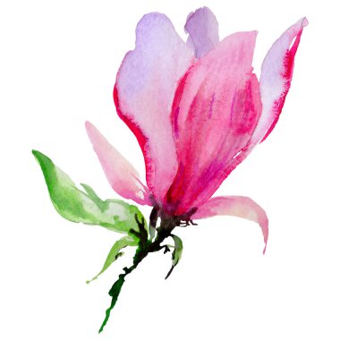 Kır çiçeği Manolya çiçek izole bir suluboya tarzında.