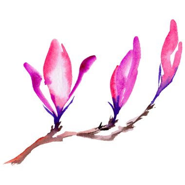 Kır çiçeği Manolya çiçek izole bir suluboya tarzında.