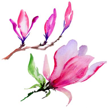 Kır çiçeği Manolya çiçek izole bir suluboya tarzında.