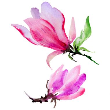 Kır çiçeği Manolya çiçek izole bir suluboya tarzında.