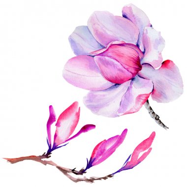 Kır çiçeği Manolya çiçek izole bir suluboya tarzında.