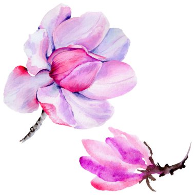 Kır çiçeği Manolya çiçek izole bir suluboya tarzında.
