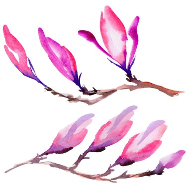 Kır çiçeği Manolya çiçek izole bir suluboya tarzında.