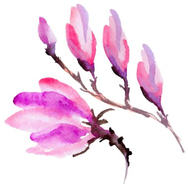 Kır çiçeği Manolya çiçek izole bir suluboya tarzında.