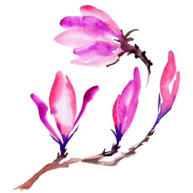 Kır çiçeği Manolya çiçek izole bir suluboya tarzında.