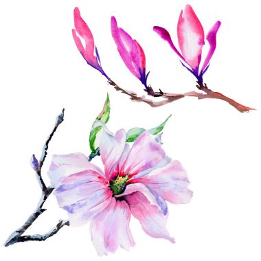 Kır çiçeği Manolya çiçek izole bir suluboya tarzında.