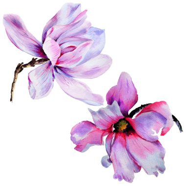 Kır çiçeği Manolya çiçek izole bir suluboya tarzında.