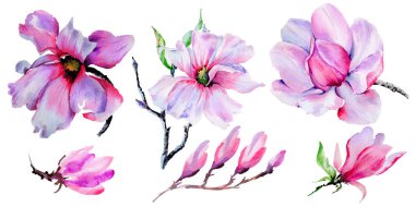 Kır çiçeği Manolya çiçek izole bir suluboya tarzında.