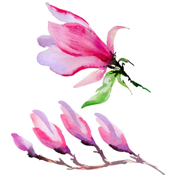 Wildflower magnolia λουλούδι σε στυλ υδροχρώματος απομονωμένες. — Φωτογραφία Αρχείου