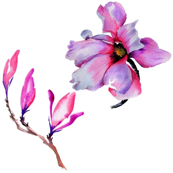 Flor de magnolia silvestre en un estilo de acuarela aislado . — Foto de Stock