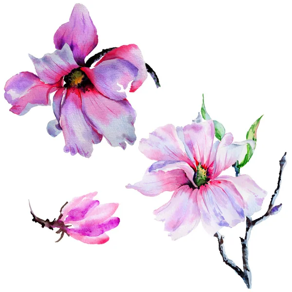 Kır çiçeği Manolya çiçek izole bir suluboya tarzında.