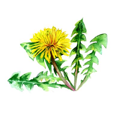 Karahindiba kır çiçeği çiçek izole bir suluboya tarzında.