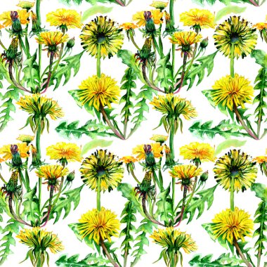 Kır çiçeği karahindiba çiçek deseni izole bir suluboya tarzında.