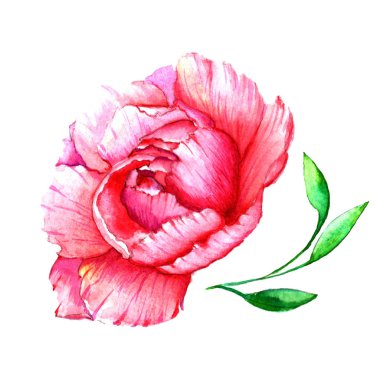 Kır çiçeği Şakayık çiçeği izole bir suluboya tarzında.