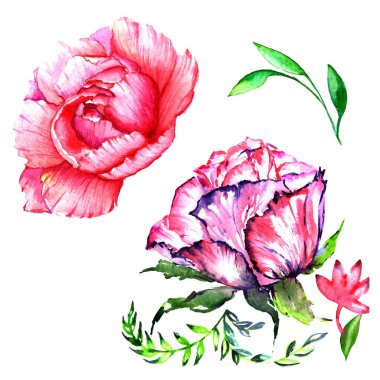 Kır çiçeği Şakayık çiçeği izole bir suluboya tarzında.