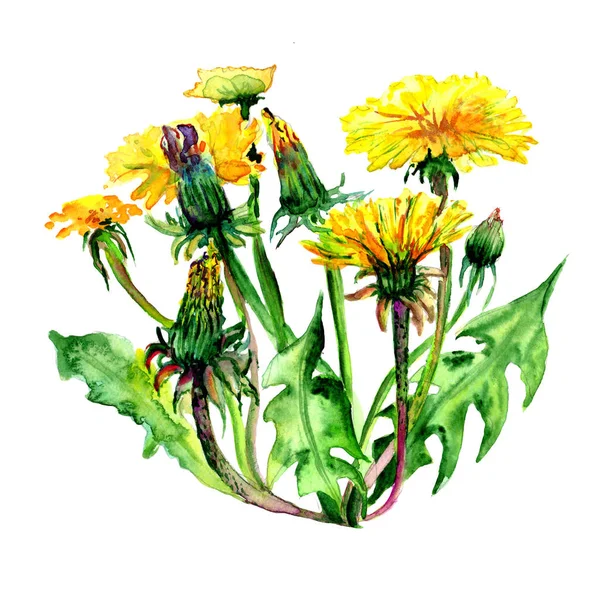 Karahindiba kır çiçeği çiçek izole bir suluboya tarzında. — Stok fotoğraf
