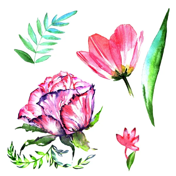 Wildflower peony flower in a watercolor style isolated. — Stock Photo, Image