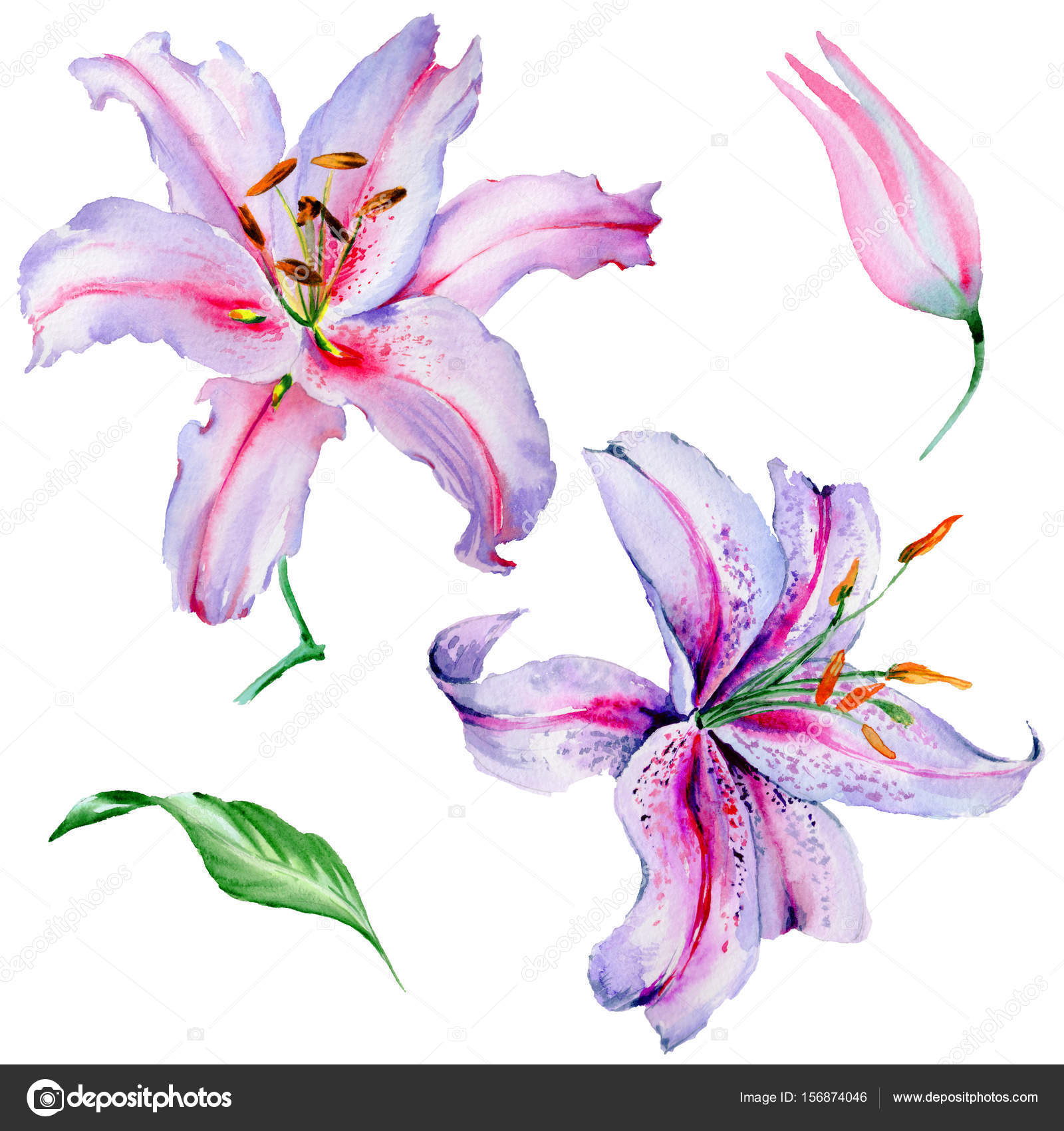 Fleur De Lis De Fleurs Sauvages Dans Un Style Aquarelle