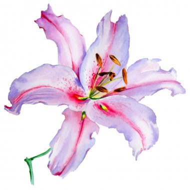 Kır çiçeği lily çiçek izole bir suluboya tarzında.