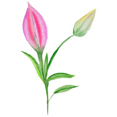 Kır çiçeği lily çiçek izole bir suluboya tarzında.