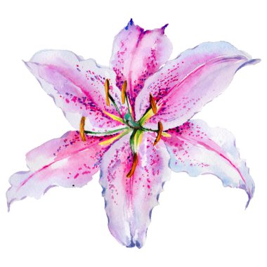 Kır çiçeği lily çiçek izole bir suluboya tarzında.