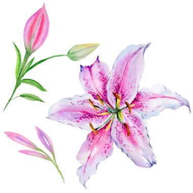 Kır çiçeği lily çiçek izole bir suluboya tarzında.