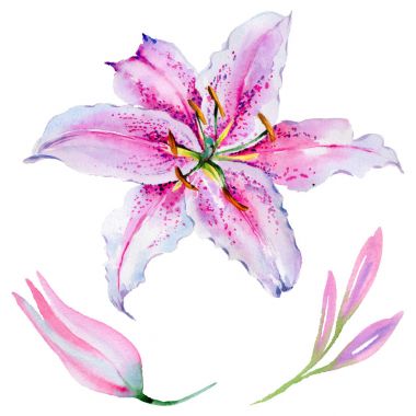 Kır çiçeği lily çiçek izole bir suluboya tarzında.