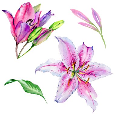 Kır çiçeği lily çiçek izole bir suluboya tarzında.