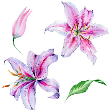 Kır çiçeği lily çiçek izole bir suluboya tarzında.