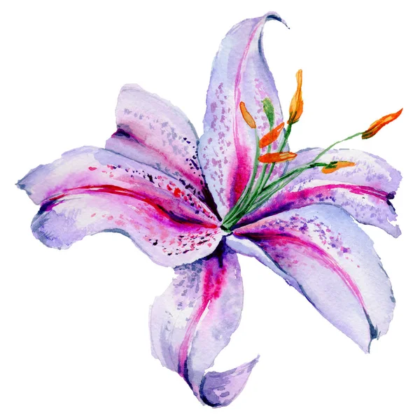 Wildflower lily flower in a watercolor style isolated. — Stock Photo, Image