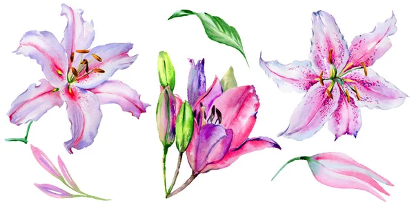 Kır çiçeği lily çiçek izole bir suluboya tarzında.