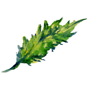 Kır çiçeği haşhaş çiçek yaprak suluboya tarzında izole.