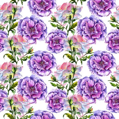 Kır çiçeği peony çiçek deseni izole bir suluboya tarzında.