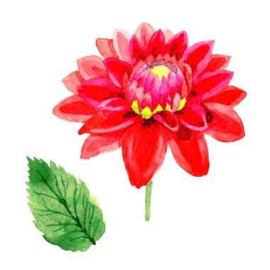 Kır çiçeği dahlia çiçeği izole bir suluboya tarzında.