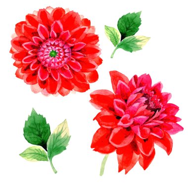 Kır çiçeği dahlia çiçeği izole bir suluboya tarzında.