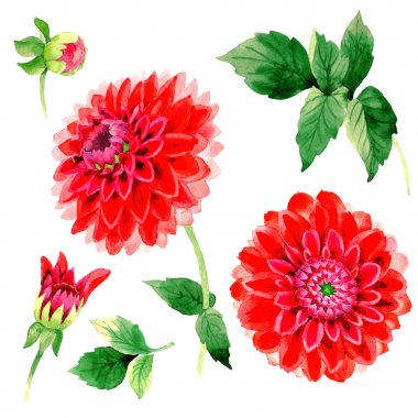 Kır çiçeği dahlia çiçeği izole bir suluboya tarzında.