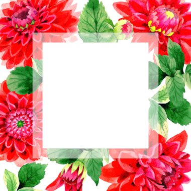 Kır çiçeği dahlia çiçek çerçeve izole bir suluboya tarzında.