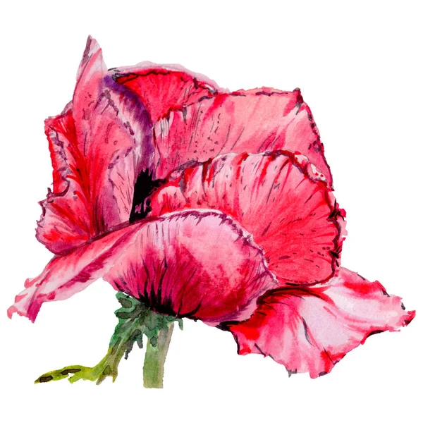 Wildflower poppy flower in a watercolor style isolated. — Stock Photo, Image