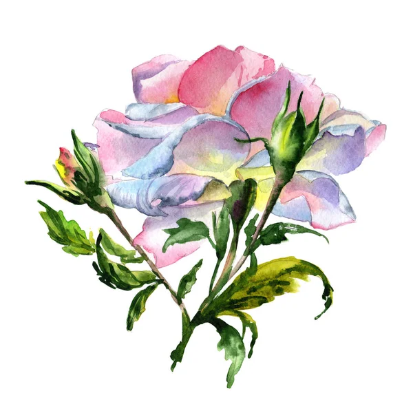 Wildflower peony flower in a watercolor style isolated. — Stock Photo, Image