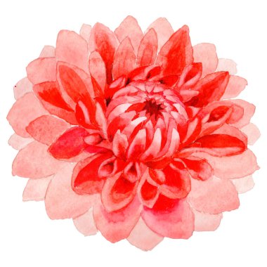 Kır çiçeği dahlia çiçeği izole bir suluboya tarzında.