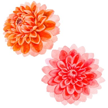 Kır çiçeği dahlia çiçeği izole bir suluboya tarzında.