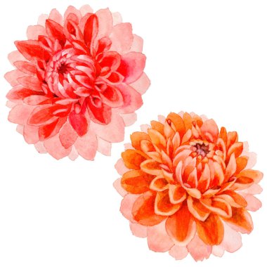 Kır çiçeği dahlia çiçeği izole bir suluboya tarzında.