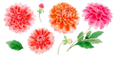 Kır çiçeği dahlia çiçeği izole bir suluboya tarzında.