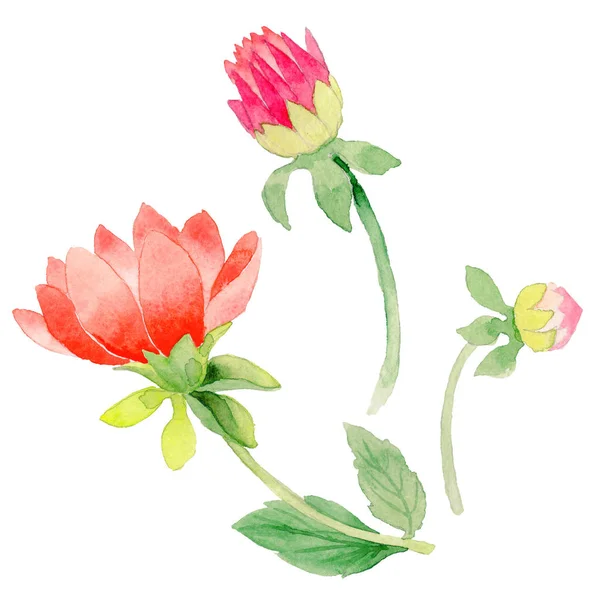 Wildflower dahlia bloem in een aquarel stijl geïsoleerd. — Stockfoto